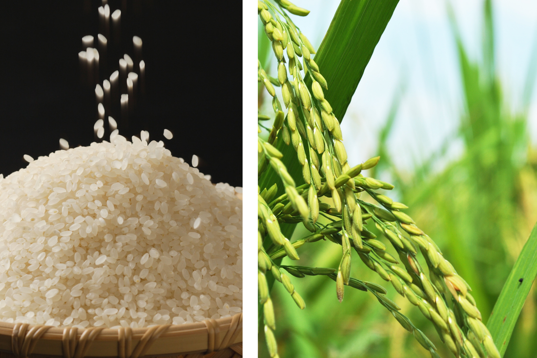 Why Is Rice Important The Secret of Japanese Beauty: Why Rice Matters – Japonų Klinika - Beža